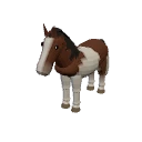 A pinto horse